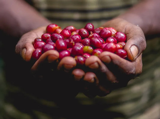Cereal Milk- Ethiopia