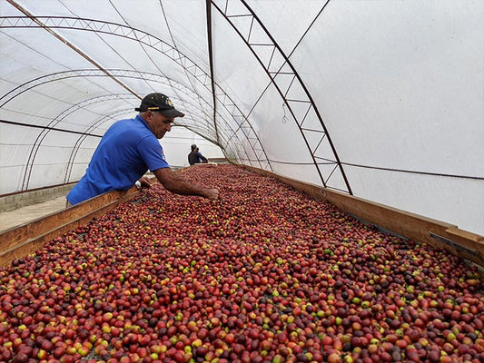 Caribbean Honey- Dominican Republic